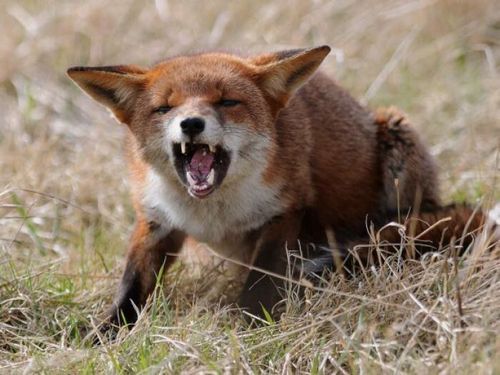 У Валківській громаді видано дозвіл на відстрілювання лисиць
